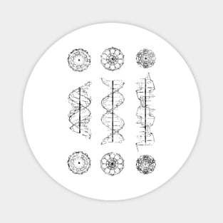 A-,B-, and Z-DNA Magnet